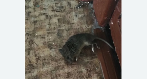 Дезинфекция от мышей в Усть-Катаве