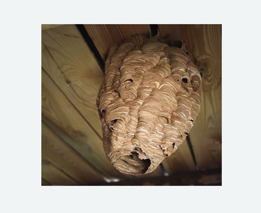 обработка от шершней в Усть-Катаве