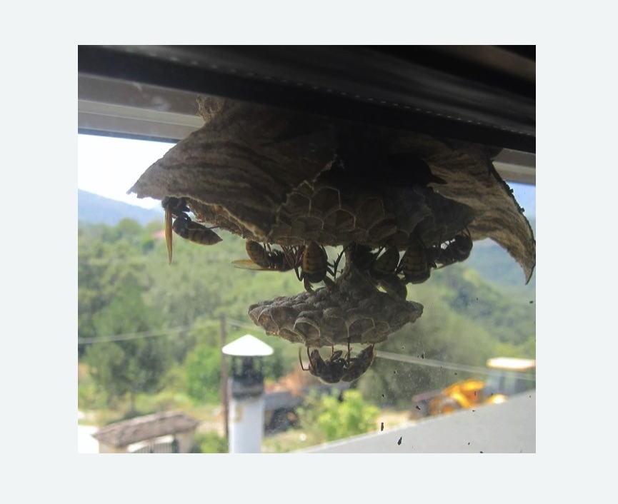 Уничтожение гнёзд шершней в Усть-Катаве