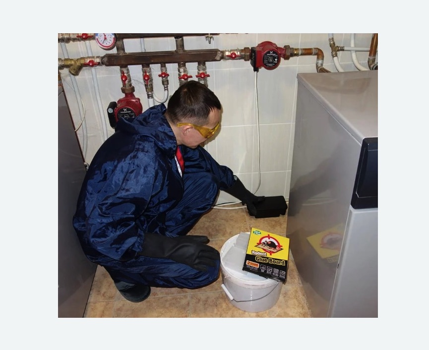 Уничтожение крыс в Усть-Катаве