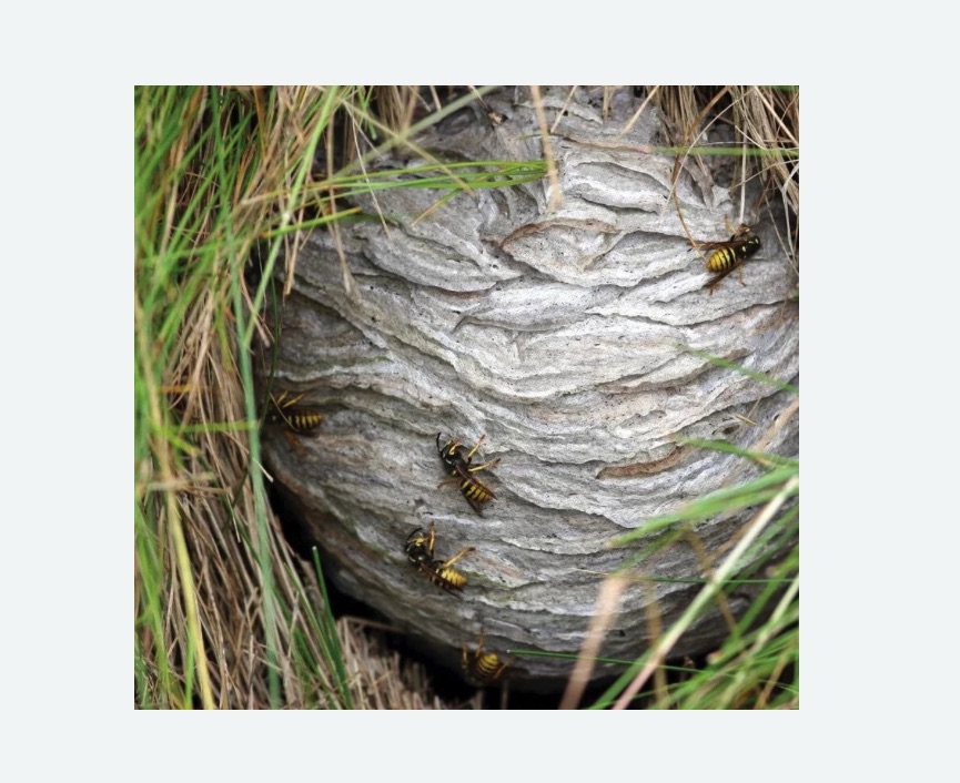 Уничтожение ос и ульев в Усть-Катаве